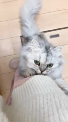 荻原智子ブリーダーからお迎えしたペルシャ(チンチラ)：れいくん