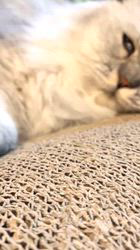 荻原智子ブリーダーからお迎えしたペルシャ(チンチラ)：れいくん