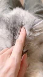 荻原智子ブリーダーからお迎えしたペルシャ(チンチラ)：れいくん