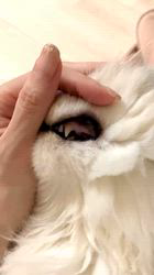 荻原智子ブリーダーからお迎えしたペルシャ(チンチラ)：れいくん