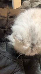 荻原智子ブリーダーからお迎えしたペルシャ(チンチラ)：れいくん