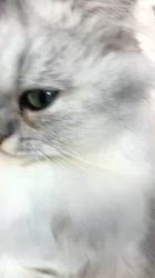 荻原智子ブリーダーからお迎えしたペルシャ(チンチラ)：れいくん