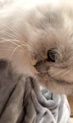 荻原智子ブリーダーからお迎えしたペルシャ(チンチラ)：れいくん