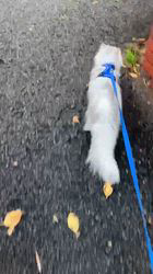 荻原智子ブリーダーからお迎えしたペルシャ(チンチラ)：れいくん