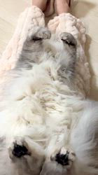 荻原智子ブリーダーからお迎えしたペルシャ(チンチラ)：れいくん