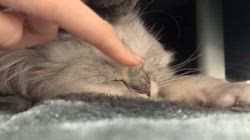 荻原智子ブリーダーからお迎えしたペルシャ(チンチラ)：れいくん