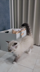 佐藤安佐子ブリーダーからお迎えしたサイベリアン：リリアーナちゃん