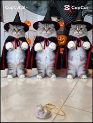 佐藤安佐子ブリーダーからお迎えしたサイベリアン:リリアーナちゃん