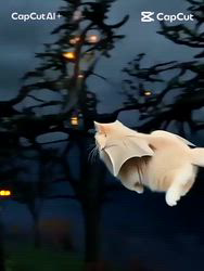 神原崇ブリーダーからお迎えしたサイベリアン：ディーンくん