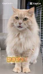 神原崇ブリーダーからお迎えしたサイベリアン：ディーンくん