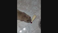 神原崇ブリーダーからお迎えしたサイベリアン：ディーンくん