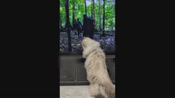 佐藤安佐子ブリーダーからお迎えしたサイベリアン：リリアーナちゃん