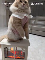 神原崇ブリーダーからお迎えしたサイベリアン：ディーンくん