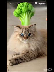 佐藤安佐子ブリーダーからお迎えしたサイベリアン：リリアーナちゃん