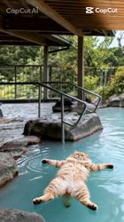 神原崇ブリーダーからお迎えしたサイベリアン：ディーンくん