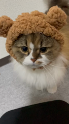 松井やすのブリーダーからお迎えしたペルシャMIX：マシューくん