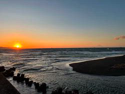 小池好美ブリーダーからお迎えしたブリティッシュショートヘア：さくらちゃん