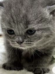 小池好美ブリーダーからお迎えしたブリティッシュショートヘア：さくらちゃん