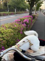 小池好美ブリーダーからお迎えしたブリティッシュショートヘア：さくらちゃん