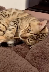 大滝孝子ブリーダーからお迎えしたベンガル：陸くん