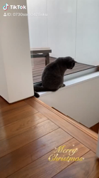 大滝孝子ブリーダーからお迎えしたベンガル：陸くん