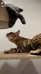 大滝孝子ブリーダーからお迎えしたベンガル：陸くん