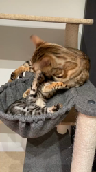 大滝孝子ブリーダーからお迎えしたベンガル：陸くん