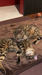 大滝孝子ブリーダーからお迎えしたベンガル：陸くん