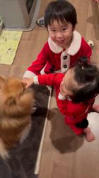 渡邊舞ブリーダーからお迎えしたポメラニアン：けんたくん