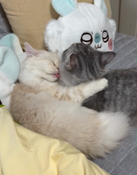 冨岡利枝ブリーダーからお迎えしたミヌエット：おでんくん