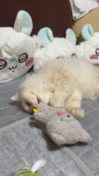 冨岡利枝ブリーダーからお迎えしたミヌエット：なりちゃん