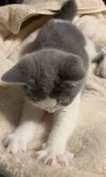 村井令枝ブリーダーからお迎えしたブリティッシュショートヘア：みいたくん