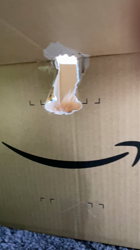 長見亮子ブリーダーからお迎えしたメインクーン：ディールくん