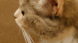 田中砂奈美ブリーダーからお迎えしたマンチカン：桃ちゃん