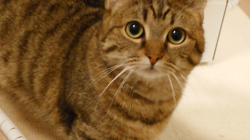 田中砂奈美ブリーダーからお迎えしたマンチカン：瑚珠ちゃん