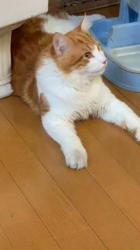 細野悦子ブリーダーからお迎えしたノルウェージャンフォレストキャット：Rayくん