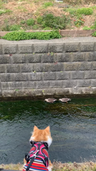 細野悦子ブリーダーからお迎えしたノルウェージャンフォレストキャット：Rayくん