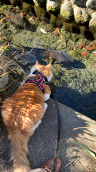 細野悦子ブリーダーからお迎えしたノルウェージャンフォレストキャット：Rayくん