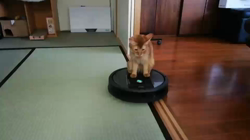 石塚由紀ブリーダーからお迎えしたソマリ：みうちゃん