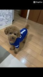 朝比奈杏奈ブリーダーからお迎えしたトイプードル：アポロンくん