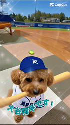 朝比奈杏奈ブリーダーからお迎えしたトイプードル：アポロンくん