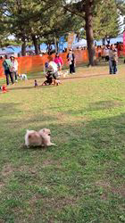 朝比奈杏奈ブリーダーからお迎えしたトイプードル：アポロンくん