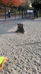 朝比奈杏奈ブリーダーからお迎えしたトイプードル：アポロンくん