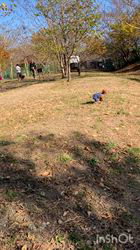 朝比奈杏奈ブリーダーからお迎えしたトイプードル：アポロンくん