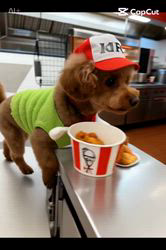 朝比奈杏奈ブリーダーからお迎えしたトイプードル：アポロンくん