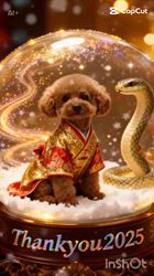 朝比奈杏奈ブリーダーからお迎えしたトイプードル：アポロンくん