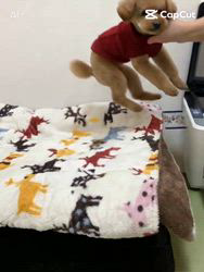 朝比奈杏奈ブリーダーからお迎えしたトイプードル：アポロンくん