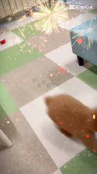 朝比奈杏奈ブリーダーからお迎えしたトイプードル：アポロンくん