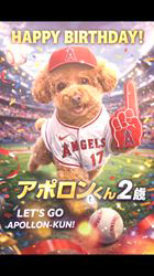 朝比奈杏奈ブリーダーからお迎えしたトイプードル：アポロンくん