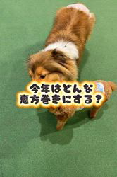 朝比奈杏奈ブリーダーからお迎えしたトイプードル：アポロンくん